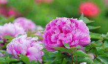 熬过8月，飞来一笔“横财”，鸿运逆风归来，3属相收入大涨，19年一顺到年底