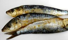 梦见鲱鱼是什么意思