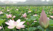 “人好不如命好”的三个生肖女，天生招财又旺夫，丈夫宠子女孝顺