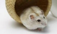 1948年属什么生肖属相是鼠