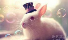 属兔人出生日的命运 比较好命的属兔人的出生时间