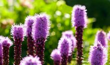 猪年吉星入命，五福临门，事业风生水起，官运亨通的3大生肖