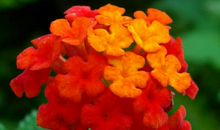 下个月，美好生活即将到来的属相，事业升官发财，日子红红火火