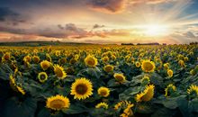 十一月遇大喜，天赐鸿运，恭喜3属相，横财挡不住，喜添财横财来