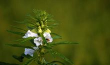 下周开始财运旺上加旺，越发自信，越发有财，数钱不休的四属相