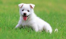 属狗的人住几楼合适