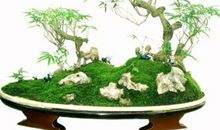 生财挡灾的风水植物