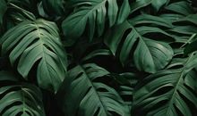 卧室宜放什么风水植物 风水植物摆放宜忌