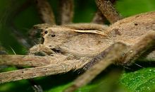 梦见毒蜘蛛是什么意思