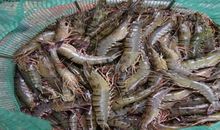 梦见自己抓了好多活虾是什么意思