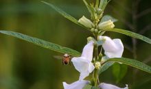 未来三个月财运榜上有名，赚得横财满贯，好运不断的四属相