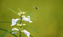 10月19号开始财运大涨，财源越来越旺盛，钱财自动送上门的四属相