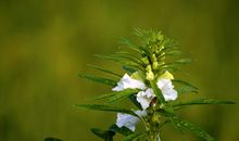 明天开始吉星环绕，好运大涨，能大展宏图，横财一路大旺的四属相