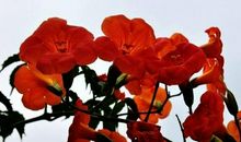 11月喜鹊来报喜，转身变富豪的生肖，事业如鱼得水，成就人生霸业