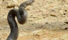 梦见大蛇周公解梦