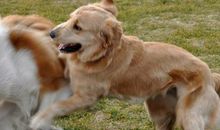 梦见狗咬狗是什么预兆