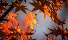 这三个星座很适合谈恋爱，在恋爱中如鱼得水，焕发生机！