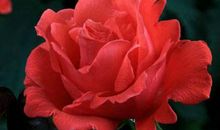 最近7天元气得到恢复，运势不断上涨，美好日子过不完的生肖