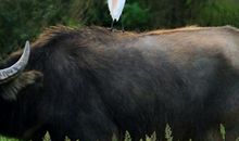 梦见骑牛背上什么意思