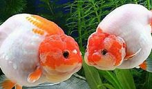 梦见捡鱼有死有活预示什么