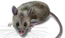 从属相来看孩子的性格，爸爸妈妈们来看看准不准