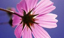 11月起财运迎进门，好运不断的生肖，赚入大量金钱，富贵伴一生