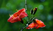 爱情中，用情最深的三大星座，宁愿遍体鳞伤，也要许对方轰轰烈烈