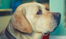 梦见金毛狗是什么意思