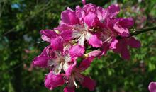 未来两个月运势大红大紫，有大财可发，四属相生活中惊喜不断出现