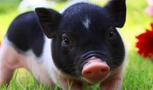 这3生肖女最好命，注定有好男人呵护，娶了幸福一生