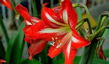 10月下旬最招财，最能抓钱，赚千万横财，财运爆棚的四属相