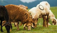 梦见羊丢了是什么兆头