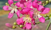 11月运势如鱼得水，抓牢机缘，财运大幅上涨，四属相幸福水到渠成