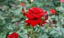 11月财运发发发，钞票赚赚赚，由穷转富的生肖，让大家都羡慕