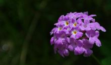 未来半月财气缠绕，财运登顶，有更多惊喜到手的四属相