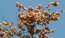 未来六个月财运吉星出现，意外之财不断到来，顺心如意的四属相