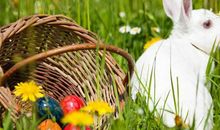 生肖兔的人几月出生最好，属兔人的大吉月份大公开，准！