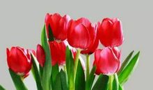 测试：选出你最喜欢的花，测你什么时候会发大财？