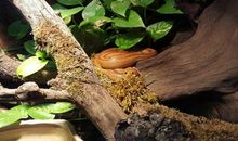 梦见蛇追我但没咬我预示什么