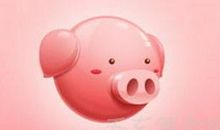 生肖猪B型血 B型血属猪人性格直爽不拘细节