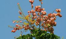 2020年运势开始提升，更容易发财，获得更多幸运指数的四属相