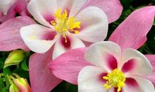 11月开始穷日子熬出头，财神垂爱，富贵惹不起的生肖，注定不平凡