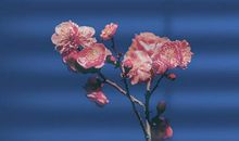 深藏不露的A型血，是最靠谱的恋人！