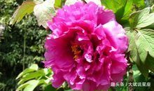 天生“美人胚子”的三生肖女，内外兼修气质佳，越老越有吸引力