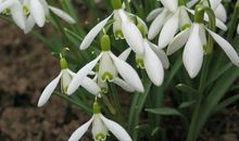 几几年出生属兔、蛇、鸡人，年年好命不缺钱，荣华富贵享不尽！