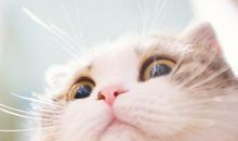 人缘小测试，你是人见人爱花见花开的小可爱吗？