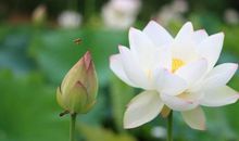 “人心是最大的风水，善良是最好的风水”