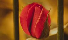 测你未来还会受几次情伤？