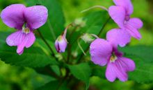 家有这生肖女，旺夫旺子旺全家，全家都跟着富贵，能旺三代人