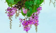 11月中旬运势成熟，横财入账，发福又发家，即将大翻身的生肖